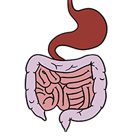 Illustration troubles digestifs intestins estomac
