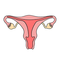Illustration utérus accompagnement du féminin